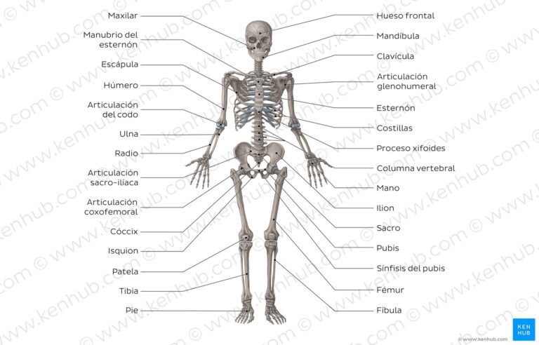 Cómo estudiar los huesos del cuerpo humano - Saber Estudiar